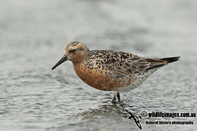Red Knot a1903.jpg