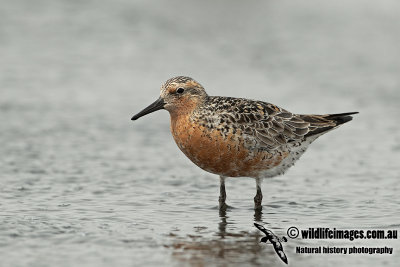 Red Knot a1909.jpg