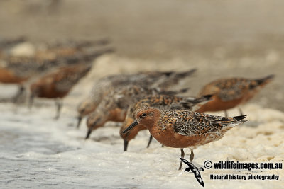 Red Knot a1946.jpg