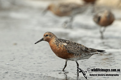 Red Knot a2046.jpg