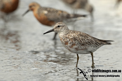 Red Knot a2085.jpg