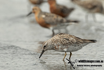 Red Knot a2088.jpg