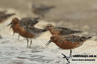 Red Knot a2097.jpg