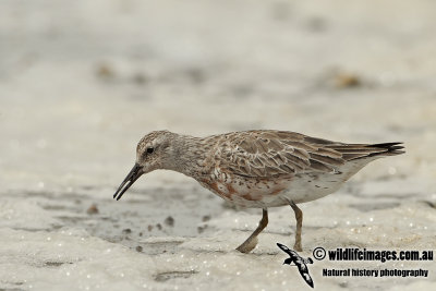Red Knot a2200.jpg