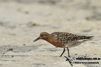 Red Knot a2232.jpg