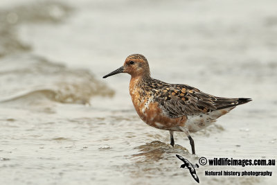 Red Knot a2235.jpg