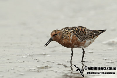 Red Knot a2242.jpg