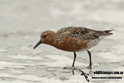 Red Knot a2256.jpg
