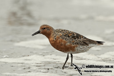 Red Knot a2262.jpg