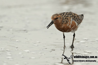 Red Knot a2275.jpg