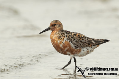 Red Knot a2290.jpg