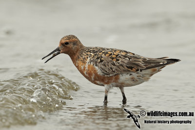 Red Knot a2304.jpg