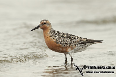 Red Knot a2482.jpg