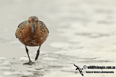 Red Knot a2492.jpg