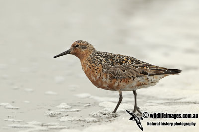 Red Knot a2496.jpg