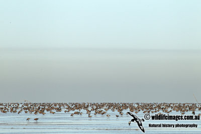 Red Knot a4199.jpg