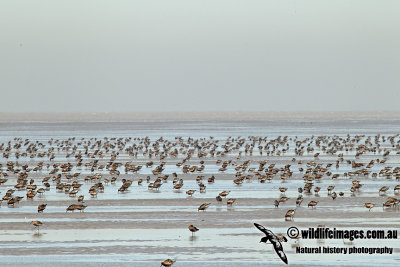 Red Knot a4232.jpg