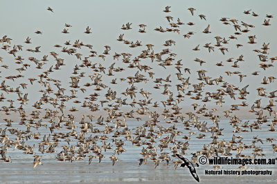 Red Knot a4248.jpg