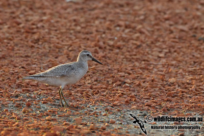 Red Knot a5196.jpg