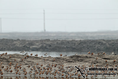 Red Knot a9850.jpg