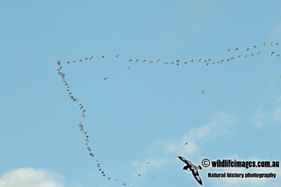 Bar-tailed Godwit a8883.jpg