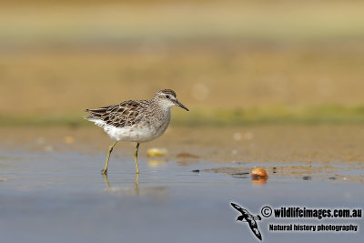 Sharp-tailed Sandpiper 3993.jpg