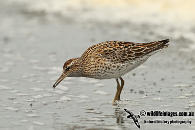 Sharp-tailed Sandpiper a1357.jpg