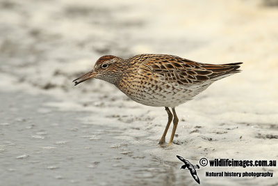 Sharp-tailed Sandpiper a1367.jpg