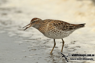 Sharp-tailed Sandpiper a1374.jpg
