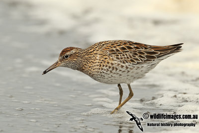 Sharp-tailed Sandpiper a1386.jpg