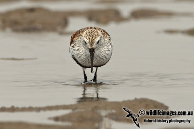 Dunlin a9919.jpg