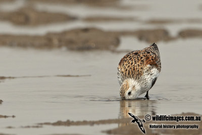 Dunlin a9920.jpg