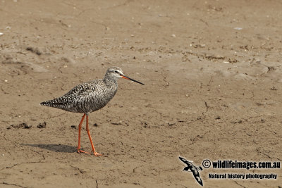 Spotted Redshank a0256.jpg