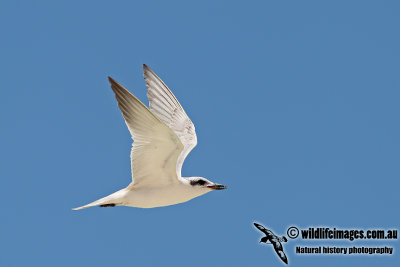 Gull-billed Tern a2022.jpg