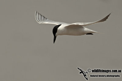 Gull-billed Tern a3473.jpg