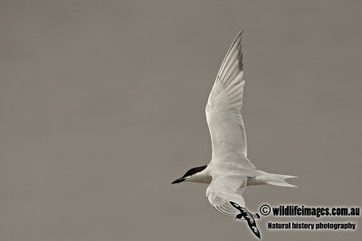 Gull-billed Tern a3478.jpg