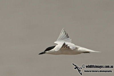 Gull-billed Tern a3481.jpg