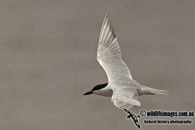 Gull-billed Tern a3490.jpg