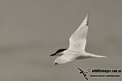 Gull-billed Tern a3518.jpg