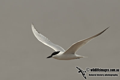 Gull-billed Tern a3775.jpg