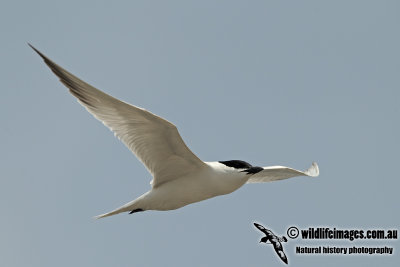 Gull-billed Tern a4478.jpg
