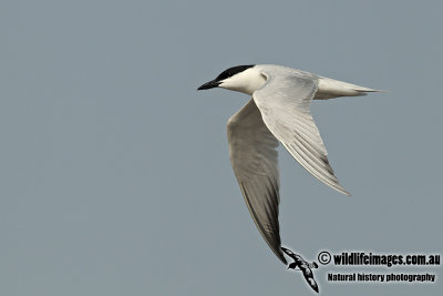 Gull-billed Tern a4654.jpg