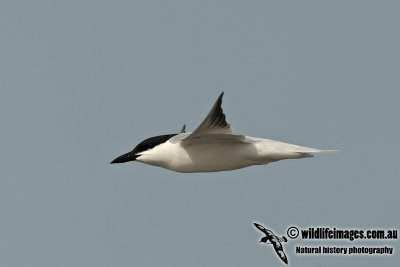 Gull-billed Tern a4657.jpg