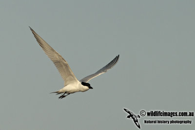 Gull-billed Tern a4672.jpg