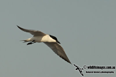 Gull-billed Tern a4673.jpg