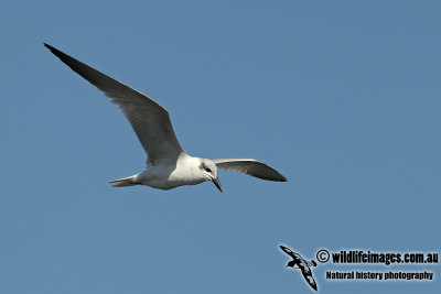 Gull-billed Tern a8182.jpg