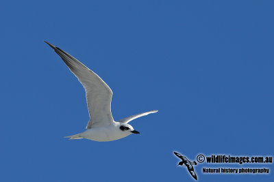 Gull-billed Tern a8507.jpg