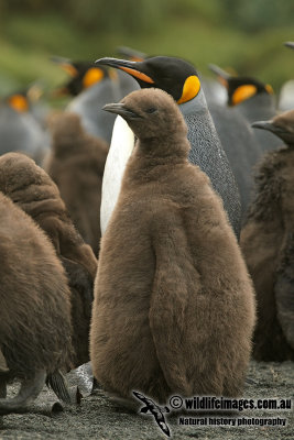 King Penguin a5315.jpg