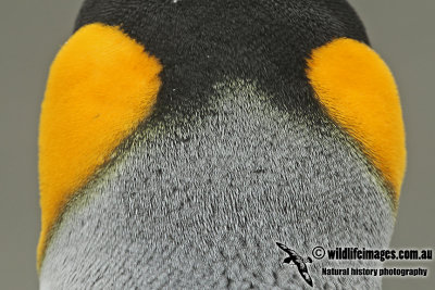 King Penguin a5681.jpg