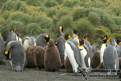 King Penguin a5712.jpg